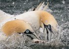 Jonathan Elliott - Eye to Eye Gannets.jpg